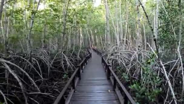 Природный Пейзаж Мангровых Лесов Огромными Насаждениями — стоковое видео