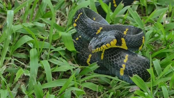 Cobra Gato Asas Ouro Ação Autodefesa — Vídeo de Stock