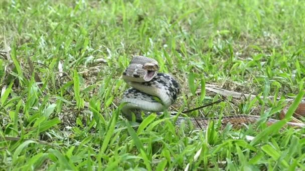 放射されたネズミヘビは急速に敵に投げ込まれて噛み付いた — ストック動画