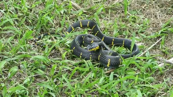 Serpente Gatto Con Anello Oro Azione Autodifesa — Video Stock