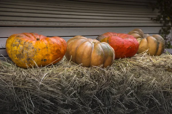 Après Récolte Plusieurs Citrouilles Reposent Sur Banc Recouvert Paille — Photo