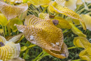 Hosta - geç sonbaharda sararmış bir bahçe bitki yaprakları
