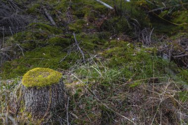 Orman manzara - Ladin güdük bahar ormandaki üstte yeşil yosun kaplı