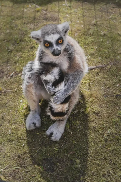 Lemur w paski z pomarańczowymi oczami — Zdjęcie stockowe