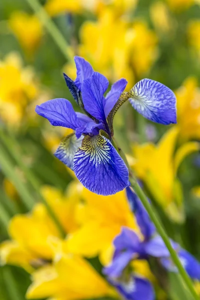 Knopp av Siberian Iris blå färg — Stockfoto