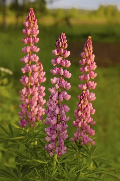 Lush inflorescences of pink lupine — Stock Photo, Image