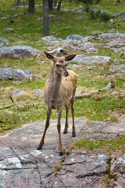 Ciervo hembra está de pie sobre una enorme roca de granito —  Fotos de Stock