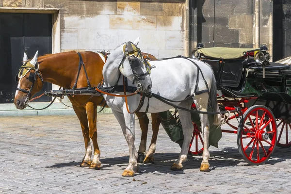 Deux chevaux attelés à une charrette — Photo