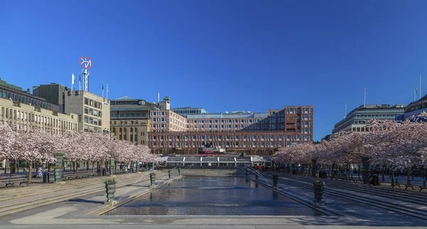 Sakura kvete v samém středu Stockholmu — Stock fotografie