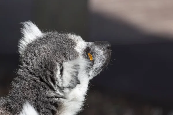 Lemur que está de perto e atentamente assistindo algo — Fotografia de Stock