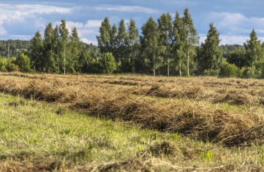 ön planda kurutulmuş çim