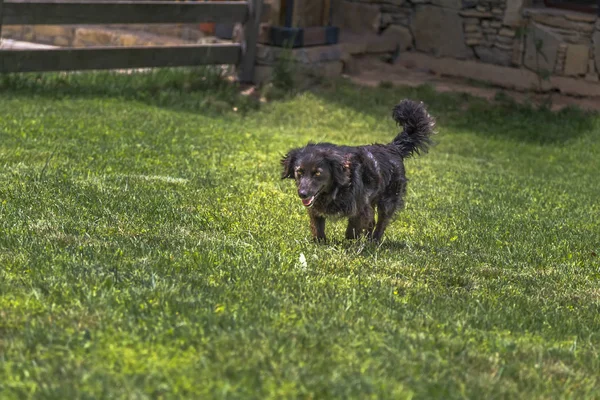 Black shaggy dog runs, sticking out his tongue