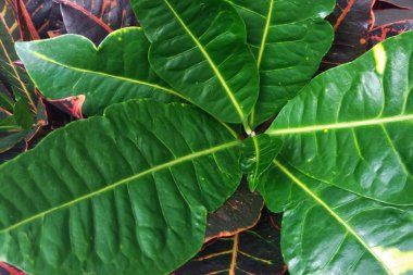 büyük yaprakları Bahçe Kroton (Codiaeum variegatum)