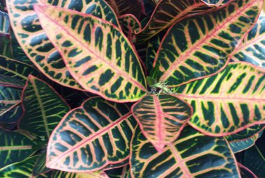 büyük yaprakları Bahçe Kroton (Codiaeum variegatum)