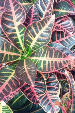 büyük yaprakları Bahçe Kroton (Codiaeum variegatum)