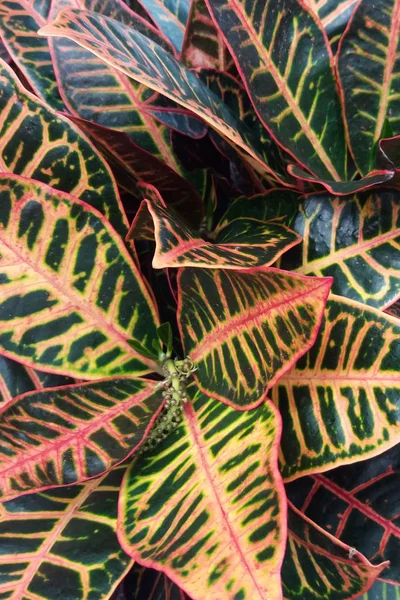 büyük yaprakları Bahçe Kroton (Codiaeum variegatum)