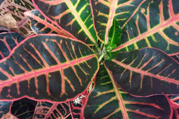 Big Leaves Garden Croton Codiaeum Variegatum — Stock Photo, Image