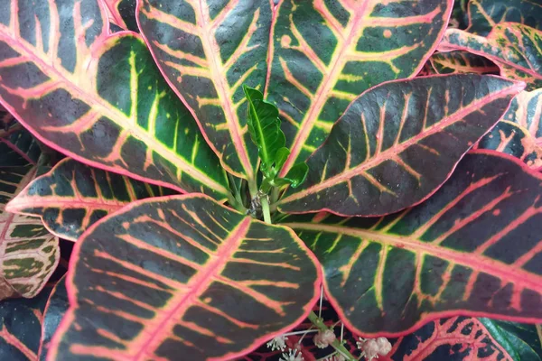 büyük yaprakları Bahçe Kroton (Codiaeum variegatum)