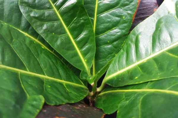 büyük yaprakları Bahçe Kroton (Codiaeum variegatum)