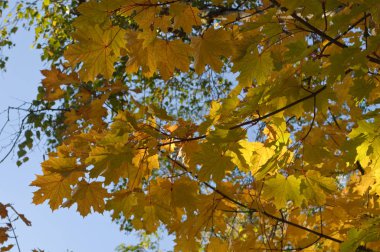 Sonbahar ağaçlar ve mavi gökyüzü güneşli bir günde