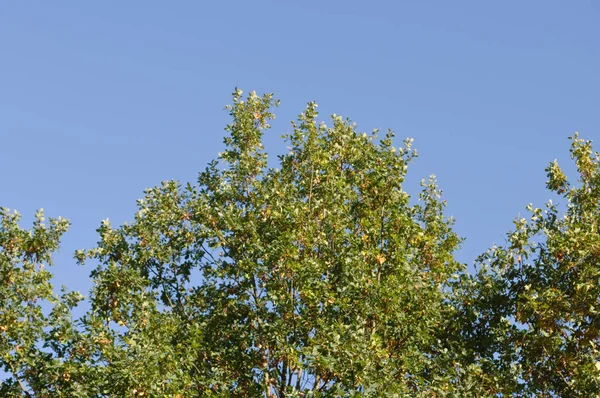 Alberi Con Foglie Verdi Marroni Cielo Azzurro Chiaro — Foto Stock