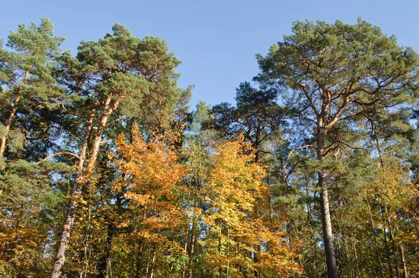 Autumnal Trees Blue Sky Sunny Day — Stock Photo, Image