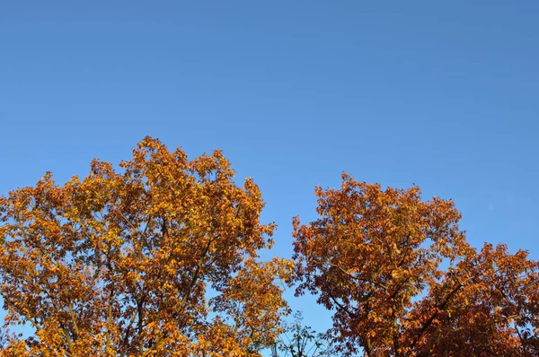 紅葉の木々 と青空晴れた日に — ストック写真