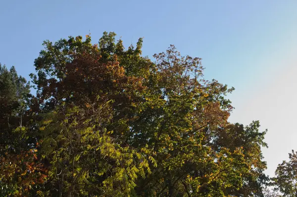 Arbres Automnaux Ciel Bleu Par Une Journée Ensoleillée — Photo