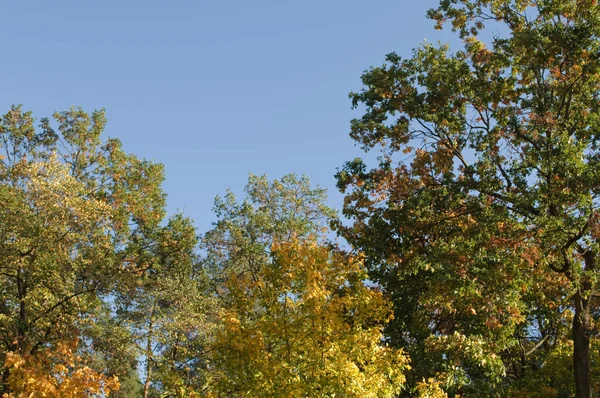 Arbres Automnaux Ciel Bleu Par Une Journée Ensoleillée — Photo