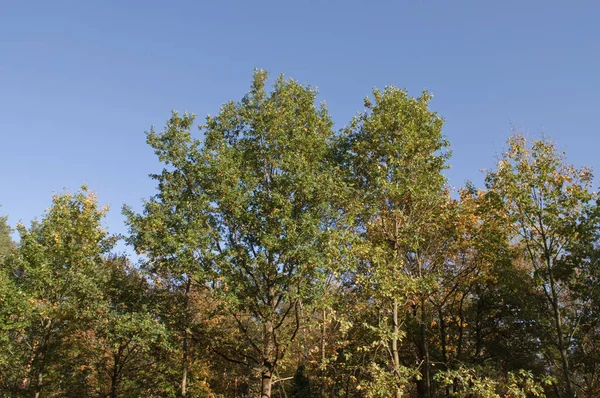 Podzimní Stromy Modrá Obloha Slunečného Dne — Stock fotografie