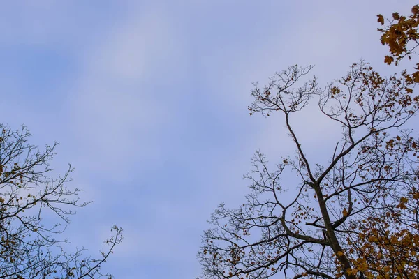 ちょうど日没前に秋の夜空に白 ピンク 灰色の雲 — ストック写真
