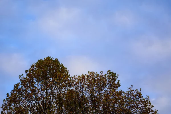 Nuvole Bianche Rosa Grigie Cielo Autunnale Poco Prima Del Tramonto — Foto Stock