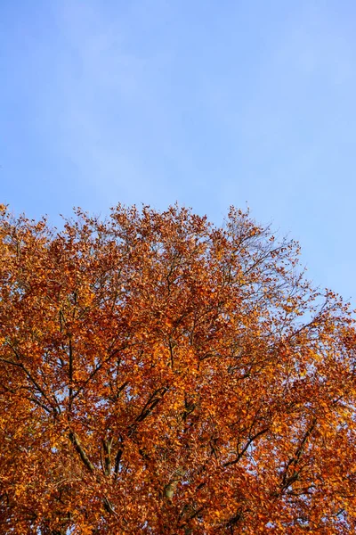 Jesienne Drzewa Słoneczny Wietrzny Jesienny Dzień Błękitnego Nieba — Zdjęcie stockowe