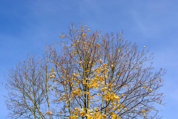 Alberi Autunnali Una Giornata Autunnale Soleggiata Ventosa Con Cielo Blu — Foto Stock