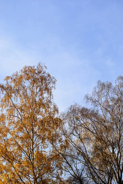 Arbres Automnaux Par Une Journée Automne Ensoleillée Venteuse Avec Ciel — Photo