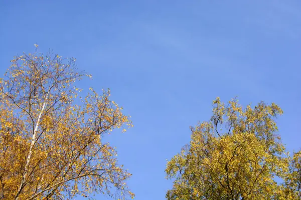 Herfst Bomen Een Zonnige Winderige Herfstdag Met Blauwe Lucht — Stockfoto