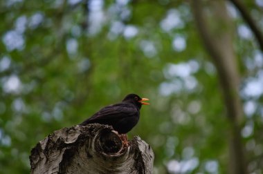 Bir ağaç kütüğünde oturan karakuş