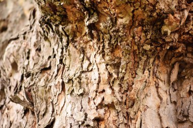 eski bir ağacın kırık ağaç kabuğu