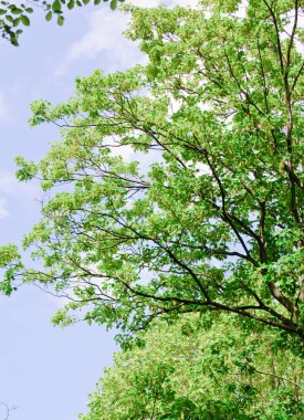 Yeşil yapraklı ağaçlar ve güneşli bir günde mavi bir gökyüzü