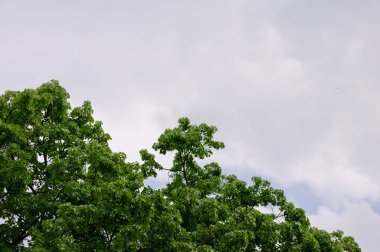 Güneşli bir günde beyaz bulutlar ve mavi gökyüzü