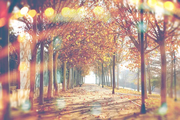 秋の抽象的な背景 公園や木々 市では 秋の風景です レンズのフレアと太陽光線 — ストック写真