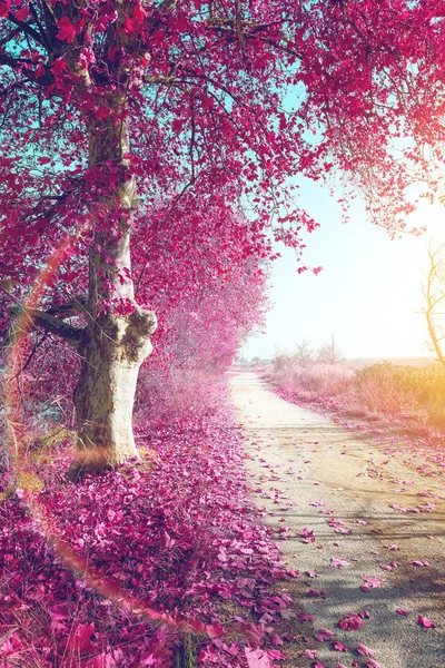 シュールな風景と道路上のツリー ツリー秋の風景 — ストック写真