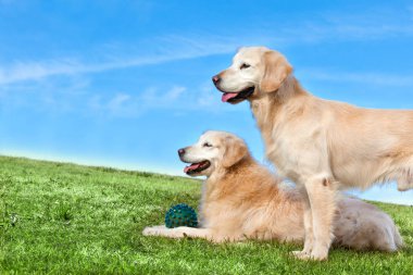 Oturma ve park açık poz bir köpek. Gökyüzü ve boşaltmak. Evcil hayvan ve dogs.training ve yetiştirmek dogs.Companion Evcil hayvan kavramı