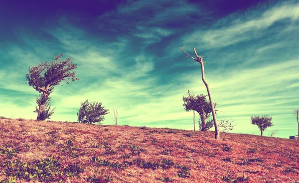 Дерево Зелена Трава Вінтажному Стилі Ретро Мальовнича Природа Краєвид Сезонний — стокове фото