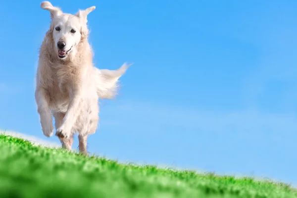 Parkta Çalışan Mutlu Eğlenceli Köpek Portre Evcil Hayvan Dogs Training — Stok fotoğraf