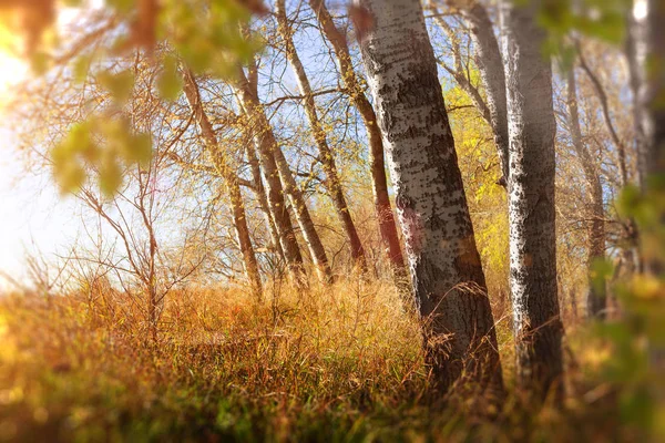 Abstracte Natuur Achtergrond Gras Bomen Detail Bos Park Zonsondergang Bos — Stockfoto