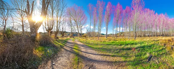 Schilderachtige Natuur Landschap Het Pad Kleurrijke Weide Bos Landschap Prachtige — Stockfoto