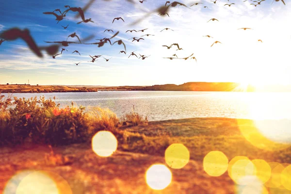 Sunset Landscape Birds Flying Lake — Stock Photo, Image