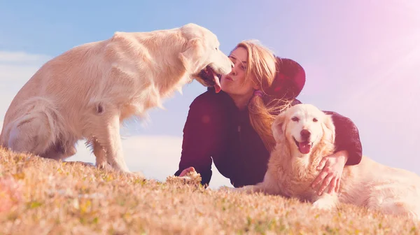 Komik köpekler. Altın retriever — Stok fotoğraf