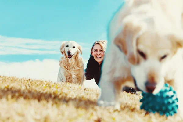 Komik köpekler. Altın retriever — Stok fotoğraf